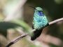 CostaRica06 - 020 * Green Violet-Ear Hummingbird